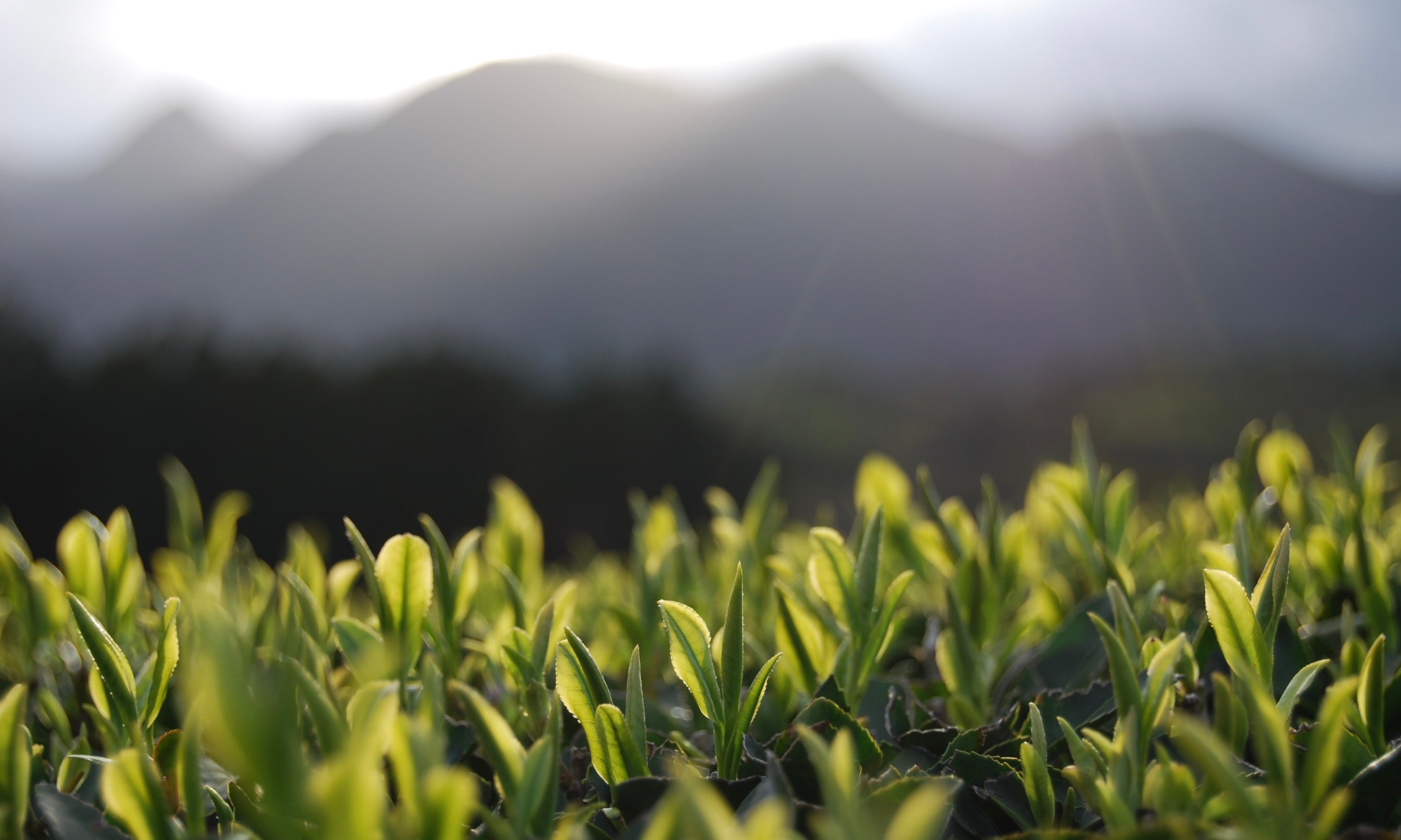 八万寿茶園